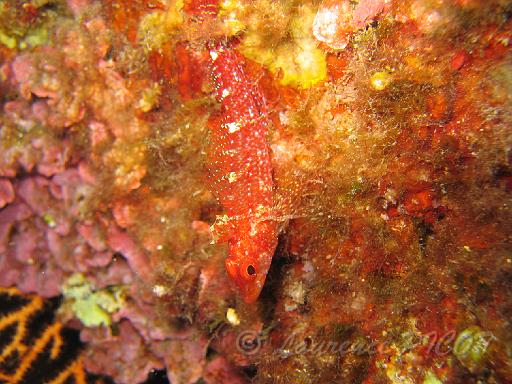 tryptérigion femelle - Trypterygion tripteronotus.JPG - un tryptérigion femelle